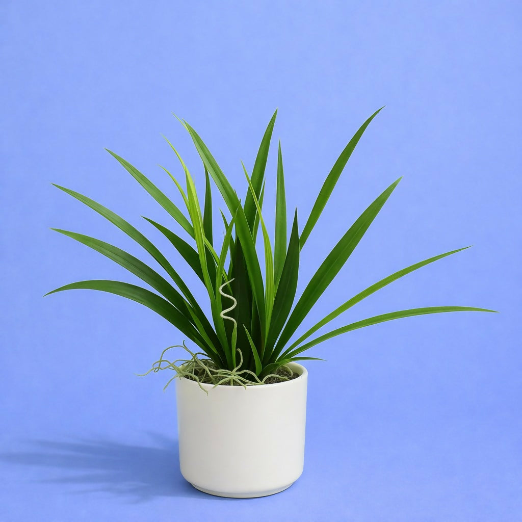 Artificial Indoor Tabletop Plant in Decorative Pot for Home & Office DÃ©cor