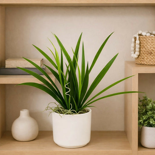Artificial Indoor Tabletop Plant in Decorative Pot for Home & Office DÃ©cor