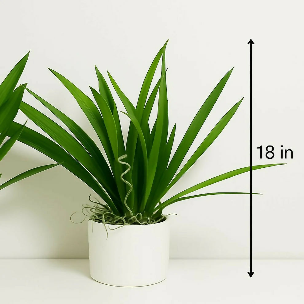 Artificial Indoor Tabletop Plant in Decorative Pot for Home & Office DÃ©cor